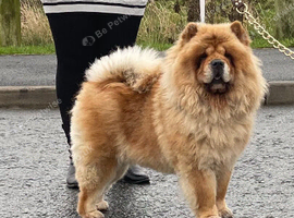 Female chow chow