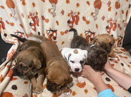 Mixed puppies for sale