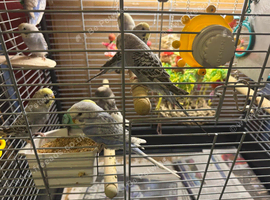 Young Budgies