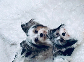 Biewer terrier