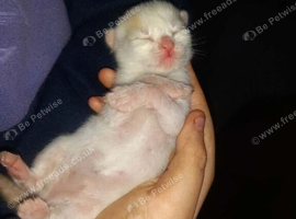 7 kittens