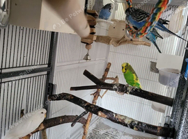 7 budgies and cage available
