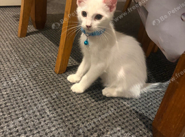 Kitten and cat rehoming