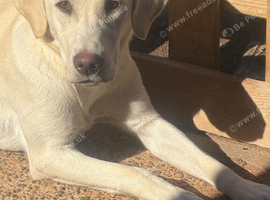 Pippa 11 month old white lab girl
