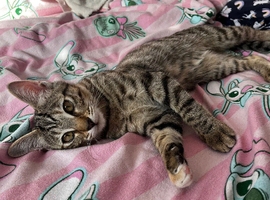 Kitten to rehome