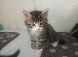 Tabby boy ready for new home