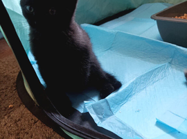 Kittens for sale