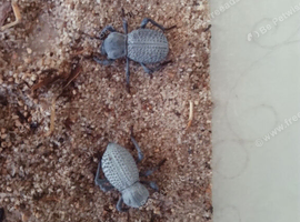 Blue death beetles