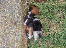 Baby guinea-pigs ready now