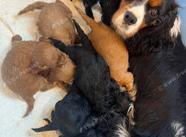 F1 cavapoo puppies