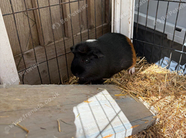 I&rsquo;ve got 2 guinea pigs for sale