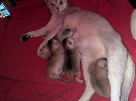 Registered Abyssinian Kittens