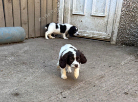 F1 Sprocker pups