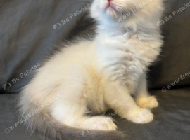 LAST Extremely loving playful gorgeous ragdoll