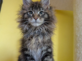TICA Registered Maine Coon Kitten