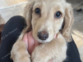 Cream Puppy