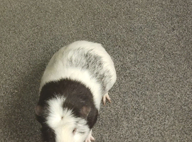 It a young male pig