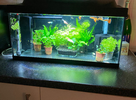 Tropical Fish Tank & Fish