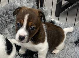 Traditional mini Jack Russell pups
