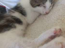 Beautiful kittens for sale