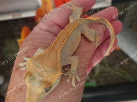Baby crested gecko
