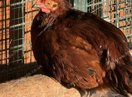 Rhode Island Red bantams (rare breeds)