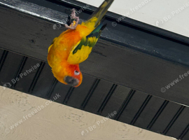 Silly Tamed Sun Conure