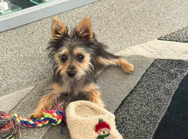 Yorkie Russel puppy for sale