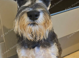 Miniture schnauzer for sale