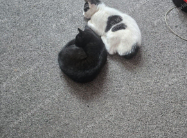 2 Kittens for Sale - &pound;50 each