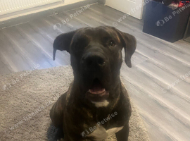 10 month old boy looking for home