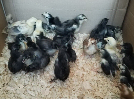 Serama chicks unsexed