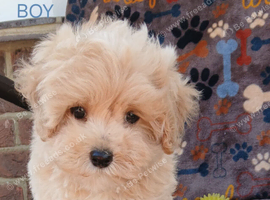 Health tested small maltipoo