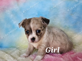 Long & smooth coat chihuahuas