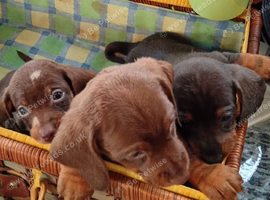 DACHSHUND babies 5th November