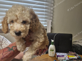 Stunning cockapoo puppy for sale