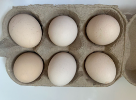 Silver Wyandotte Bantam  hatching eggs