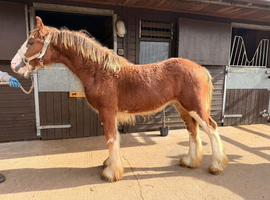 Gorgeous Chestnut Colt