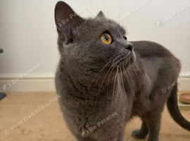 British Shorthair