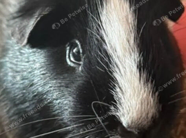 BONDED PAIR: RONNIE & HARRY &ndash; GUINEA PIGS