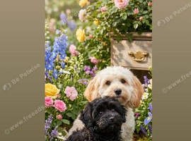 Male maltipoo