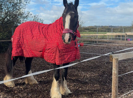 18.2 shire horse for part loan
