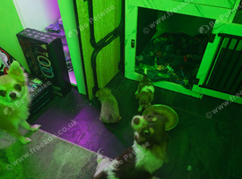 Chihuahua puppies