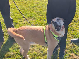 Foster or forever home needed for beautiful Sanchez