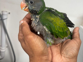 Lord Derby's Parakeet Baby for Sale