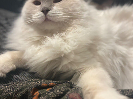 Ragdoll looking for new home
