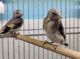 Goldfinch hen very fit and steady