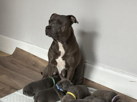 KC Registered Blue Staffordshire Bull Terrier Puppies ***Champions Bloodlines***