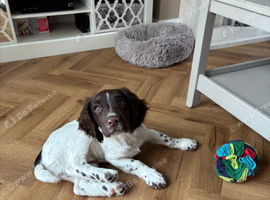 Springer Spaniel 6 months old