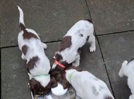 Liver and White English Springer Spaniel Puppies
